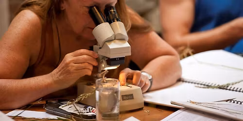 Soldierfly ID Workshop (Yorkshire Wildlife Trust Member's Exclusive Event)