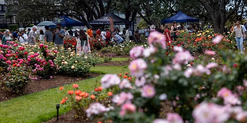 Parnell Festival of Roses 2026