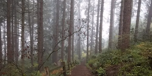 Forest Bathing