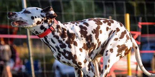 Medina Kennel Club Coursing Ability Test