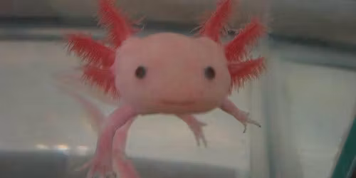 Cleveland Reptile Show