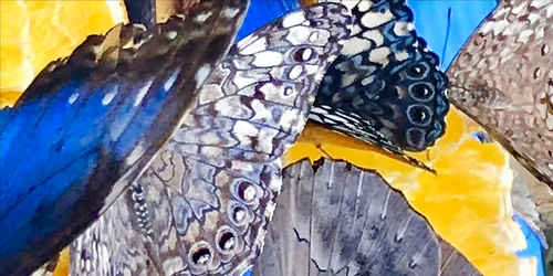 Koans at the End of Life: A Hospice Worker's Story