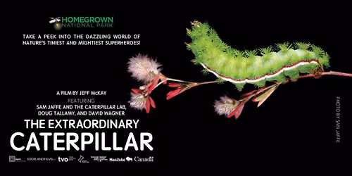 Film Screening:  The Extraordinary Caterpillar