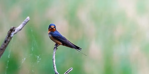 Afternoon Bird Hike