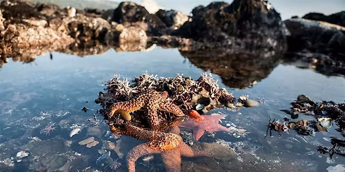 DIPAC Community Tidepool at Sunshine Cove