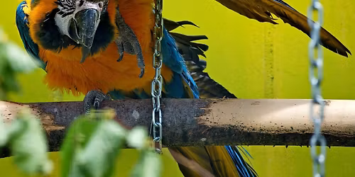 Sachkundenachweis f\u00fcr Papageien & Sittiche