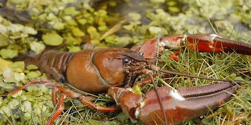 American Signal Crayfish survey & trapping workshop