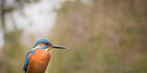 Vogelhutfotografie