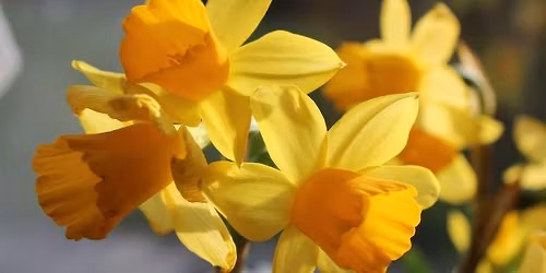 Event Overview Daffodil Society Annual Show (Saturday)