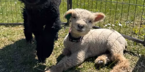 Petting Zoo with Meyer Mini farms 