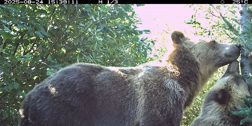 Fall Bear Update with Michael Allen