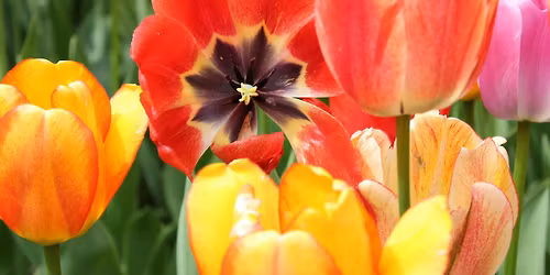 Bus Trip to Tulip Festival and Byward Market