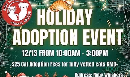Holiday Cat Adoption Event