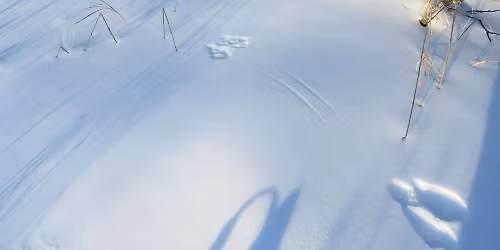 Animal Tracking in the Snow