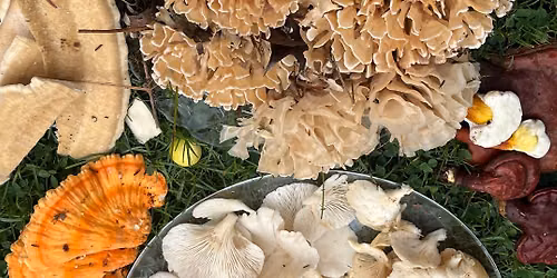 Wild Foraging Intensive Mushrooms Medicines and Edible Foods of the Forest Class!