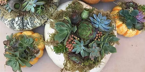 Succulent Pumpkin Workshop: A Harvest of Creativity