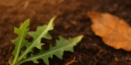 Dandelion Root Tincture Class