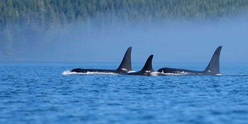 Wild Radiance Soulful Kayaking Journey with Caroline Lewis and Rebecca Wildbear BC
