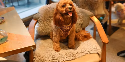 CAVAPOO CAFE CHRISTMAS - LIVERPOOL