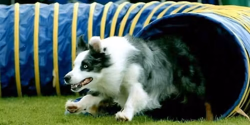 FULLT \/\/ Nybegynnerkurs i Agility \ud83d\udc36