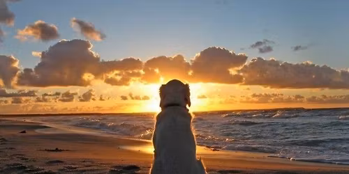 Therapy Dog Training Class