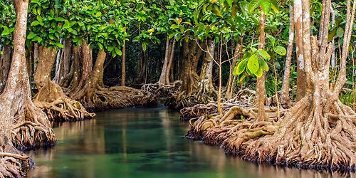 Mangroves