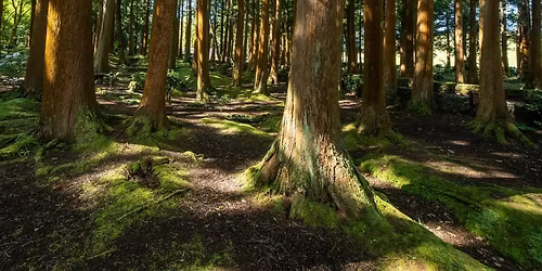 Gentle Forest Bathing for Families