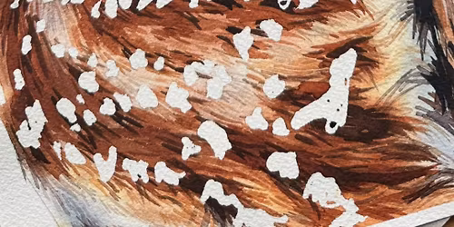 Fallow Deer Watercolour Workshop with Rita Gould 