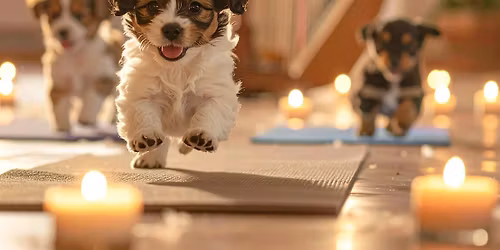 Puppy Yoga with Live Harp Music!