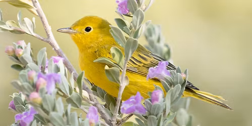 Plants for Birds Bingo