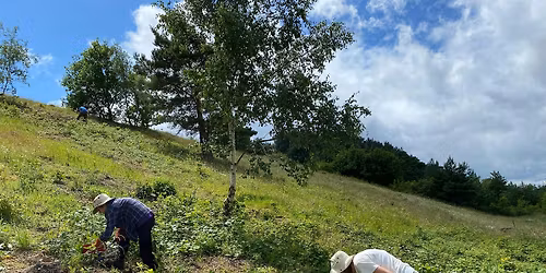 Scrub Clearance and Vegetation Clearance at Waterside Valley