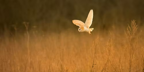 Grange Farm Wildlife Detectives: Owl Edition