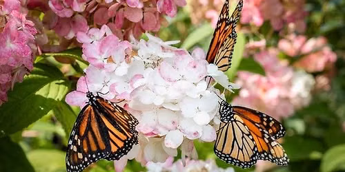 Monarch Migration Program & Release