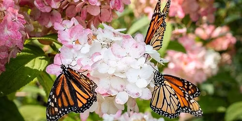 Monarch Migration Program & Release