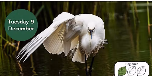 Urban Birding: Winter Birds
