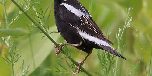 Birdwatching with the Saw Mill River Audubon Society