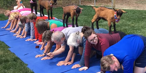 Goat Yoga with Baby Goats