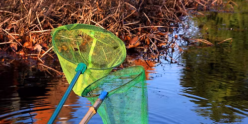 Pond Dipping Detectives - Upton Country Park (FREE EVENT)