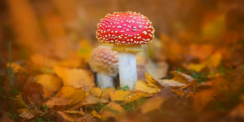 Hidden Wolseley: Fungi and Lichen at The Wolseley Centre