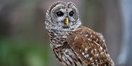 All About Owls