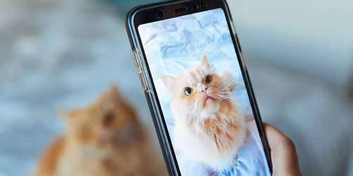 Introduction to Phone Photography and Content Creation