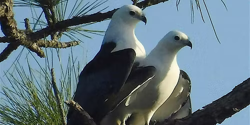 Guided Birding Walk: Swallow-Tailed Kites