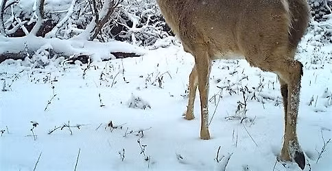 Naturalist Walk: Winter Survival