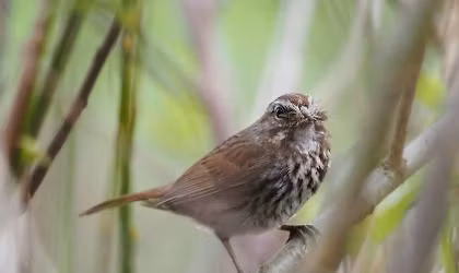 Birds of Washington Trivia Night