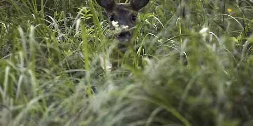 Warme Winteravond Dijleland #3: "Hoe dieren hun omgeving waarnemen en be\u00efnvloeden"