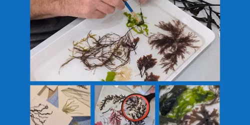 Seaweed Pressing Workshop