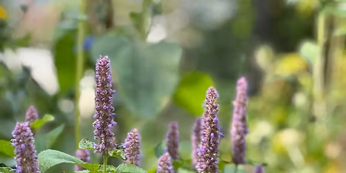 Seedy Saturday Castlegar