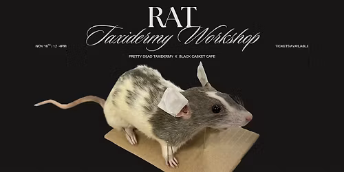 Rat Taxidermy Workshop [Pretty Dead Taxidermy x Black Casket Cafe]