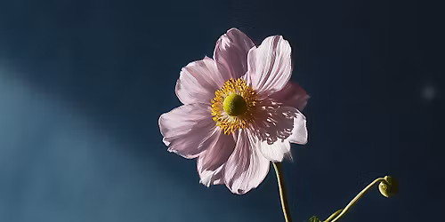 Flower Still Life - A Paint Along (like Paint and Sip)