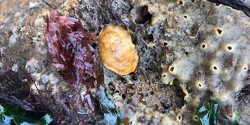 Rockpool Safari - Boggle Hole